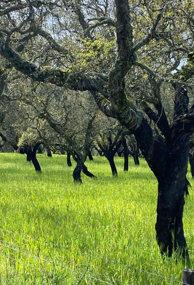 The cork trees in a plantation in early spring. The new greenery contrasts against the black bark starkly at this time of year.
