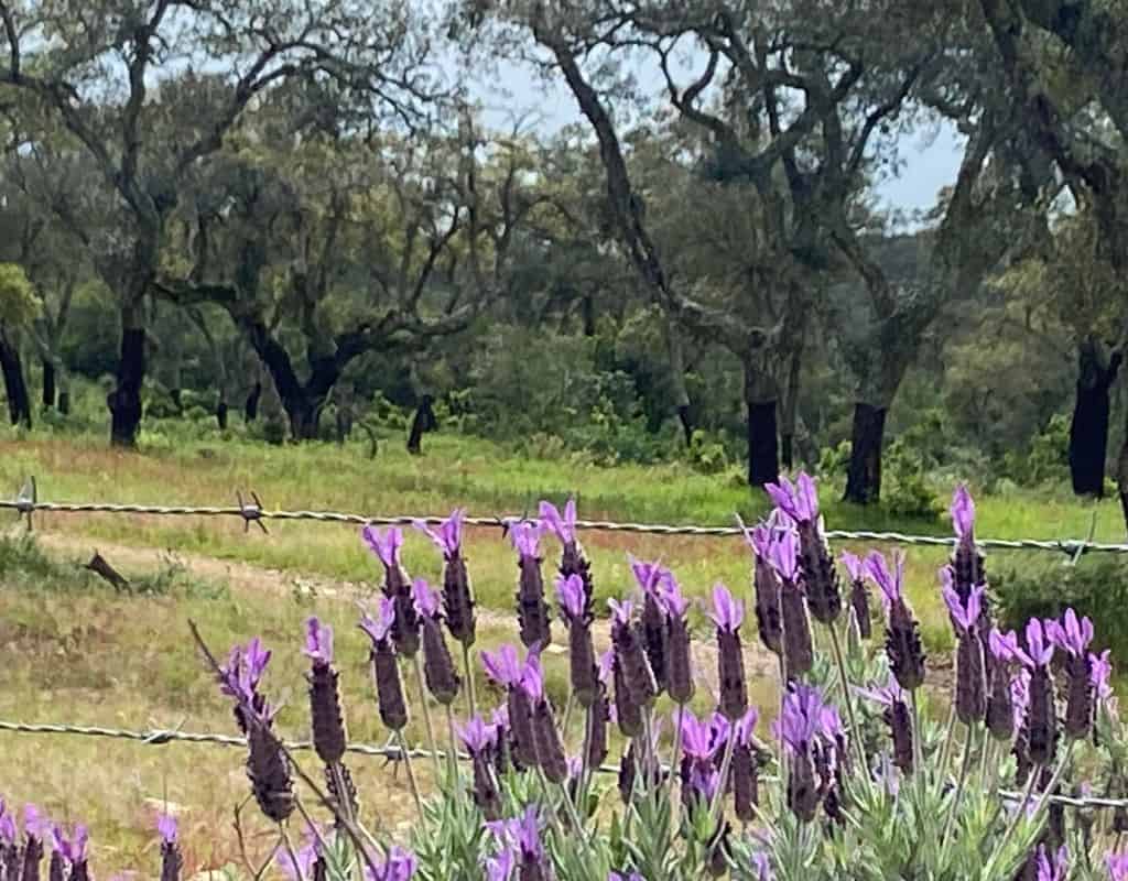 Beautiful purple spring flowers growing near a cork tree plantation near Evora.