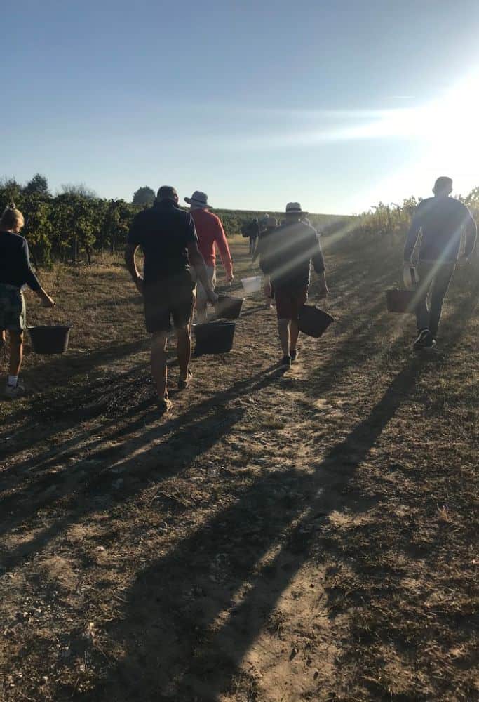 A group of people walks through a vineyard at sunset, carrying buckets filled with grapes. Long shadows stretch behind them, adding to the tranquil ambiance of the vineyard landscape.