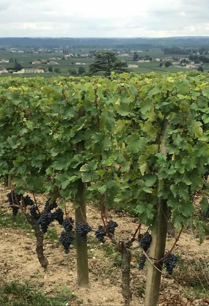 A lush vineyard filled with rows of grapevines heavy with ripe, dark grapes. The scene is set against a backdrop of rolling hills and distant buildings under a cloudy sky. A daytrip from Porto to the Douro Valley by train is an incredible way to see Portugal's wine country.